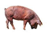 Cerdo ibérico